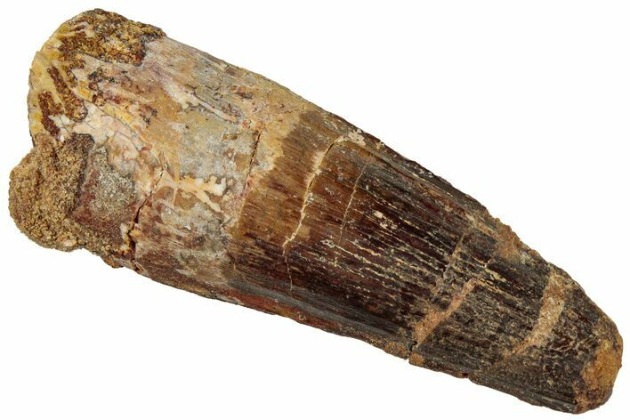 Fossil Spinosaurus Tooth - Real Dinosaur Tooth #311263